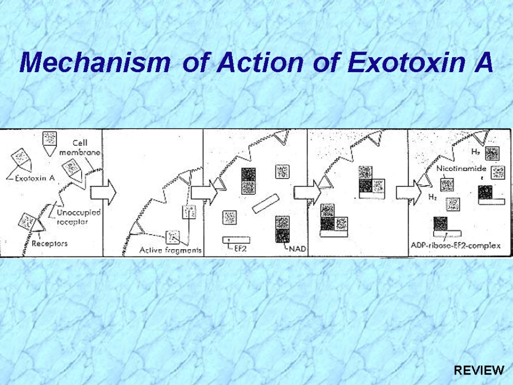 Mechanism of Action of Exotoxin A REVIEW